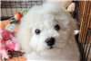 Bichon Frise