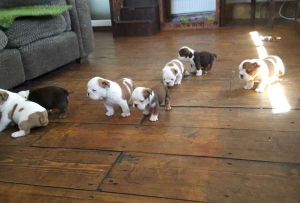 Foto bij de advertentie Engelse Bulldog-puppy's te koop Whatsapp me:+447403554073
