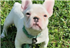 Franse Bulldog