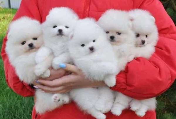 Foto bij de advertentie Super mini pomeriaan