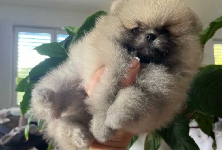 Pomeriaan/pimeranian pup reu kleur oranje sable