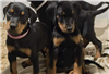Dobermann