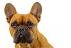 Franse Bulldog