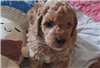 Labradoodle