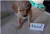 Labradoodle