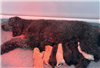 Labradoodle