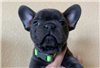Franse Bulldog