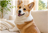 Welsh Corgi Pembroke