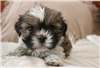 Australian Shepherd