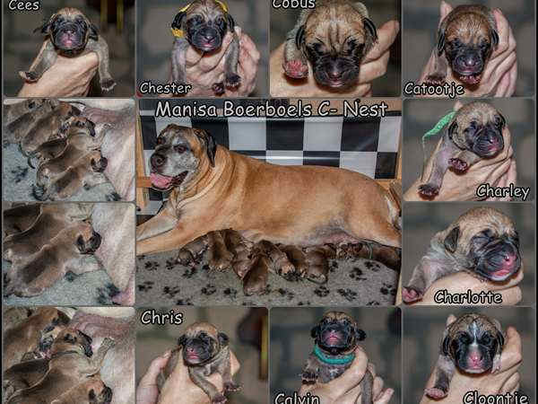 Boerboelpups geboren