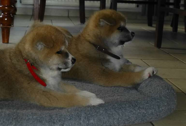 Te koop Te koop akita pups vd Mulligenvree , Akita