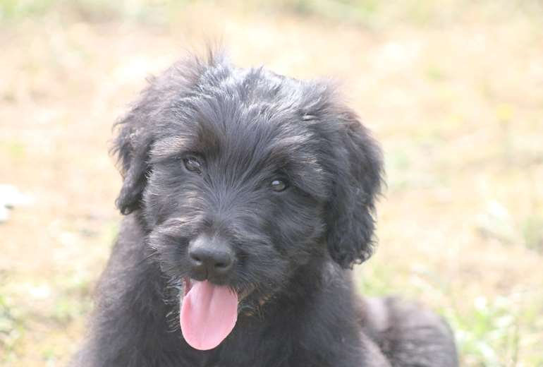 Te koop Zwart geboren grijs Briard reutje (bruin id bandje), Briard