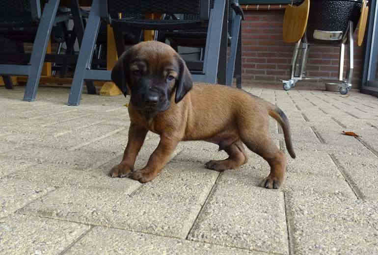 Beierse bergzweethond pups tekoop