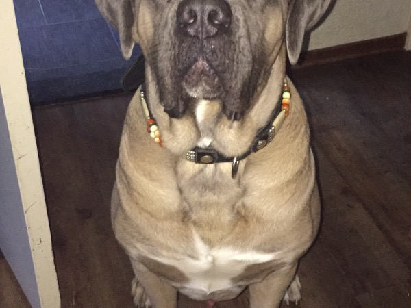 Pup En Herplaatsers Te Koop Cane Corso Startpunthonden