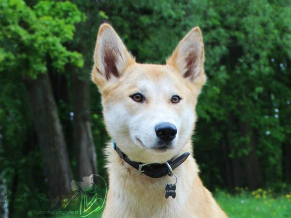 Abbey American Dingo / Indian Dog