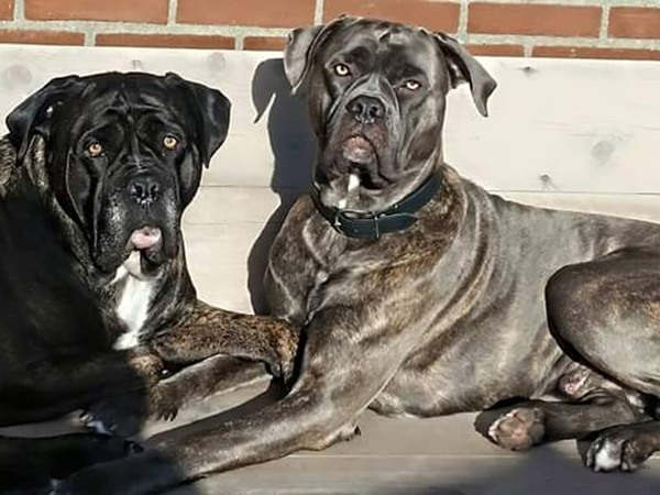 Pup En Herplaatsers Te Koop Cane Corso Startpunthonden