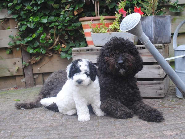 Zijdelings salaris Populair Foto's Spaanse waterhond