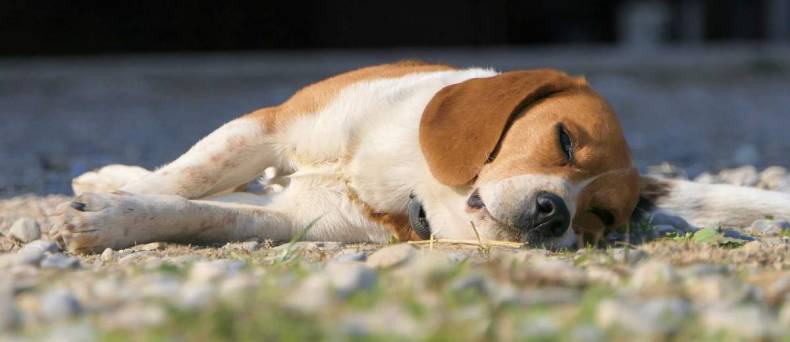 De zijslaper, slaapgedrag bij de hond