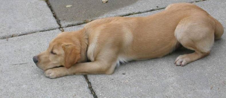 De leeuwenhouding, slaapgedrag bij de hond