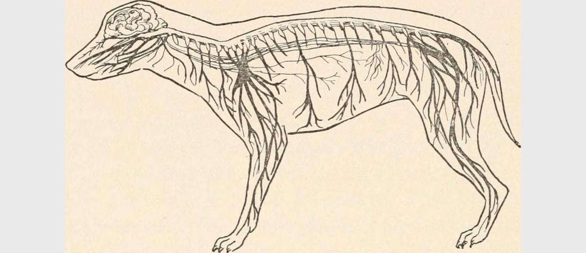 Ataxie / Incoördinatie bij een Amerikaanse Staffordshire Terriër 