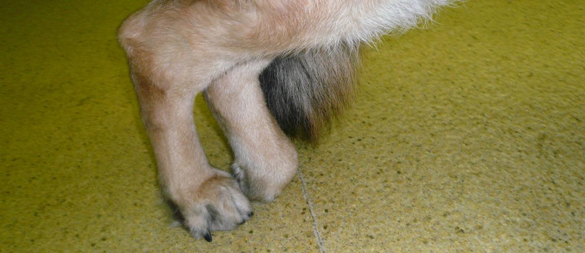 Degeneratieve myelopathie (aantasting ruggenmerg) bij een Berner Sennenhond