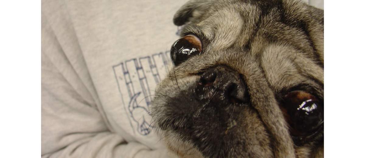 Exposure keratopathie syndroom bij een Mastiff