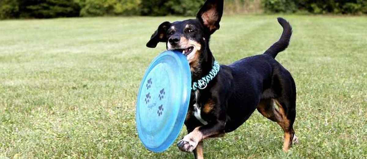 Je hond frisbee leren,  Miniatuur Bull Terriër