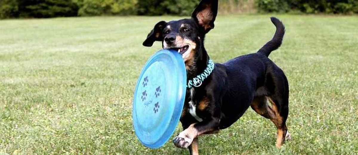 Je hond frisbee leren,  Drentsche Patrijshond