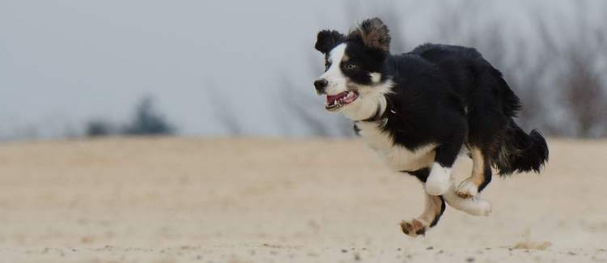 Help, mijn hond is hyperactief!,  Welsh Springer Spaniel