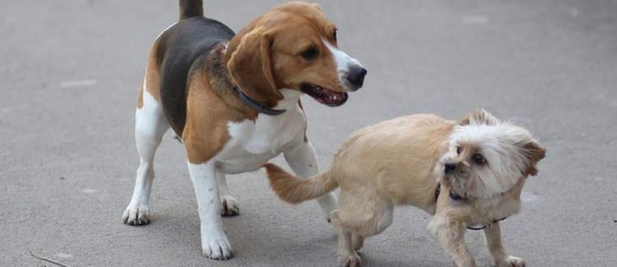 Lichaamstaal van de hond,  Teckel Langhaar