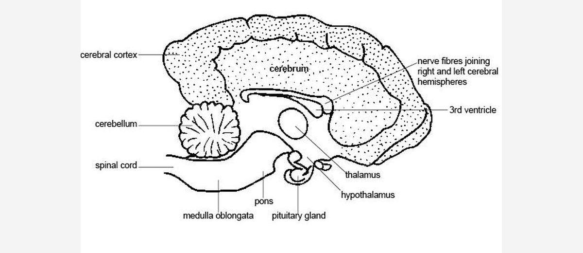 Paroxysmale dyskinesie (PD)