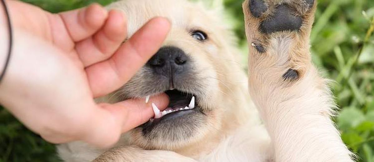 Bijten afleren bij de pup,  Bedlington Terrier