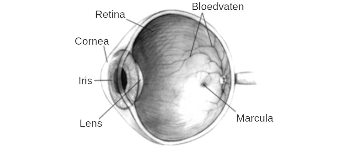 Retina dysplasie (RD) bij een Labrador Retriever