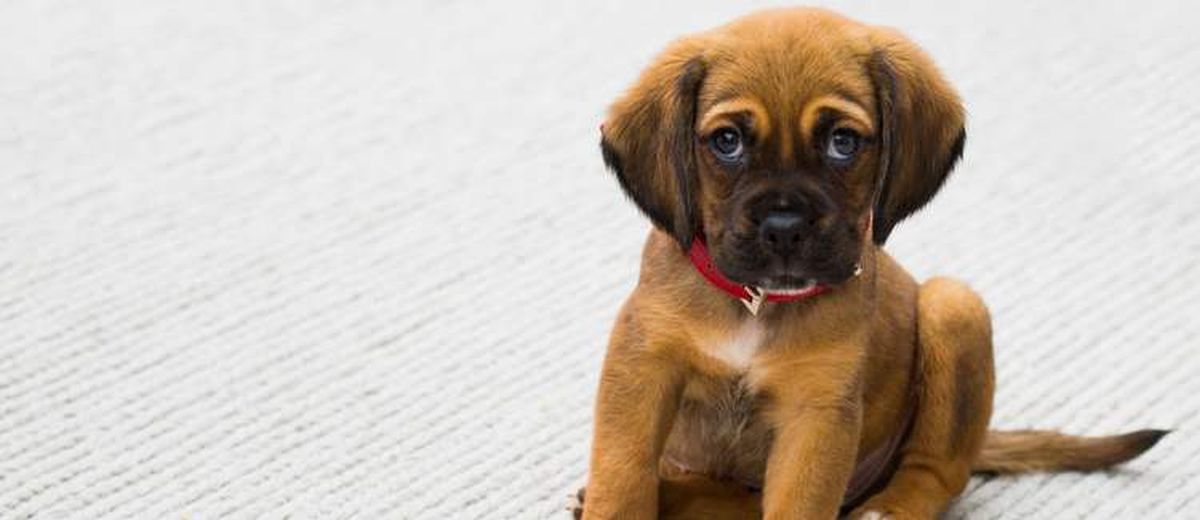 Kent de hond wel een schuldgevoel?,  Saluki