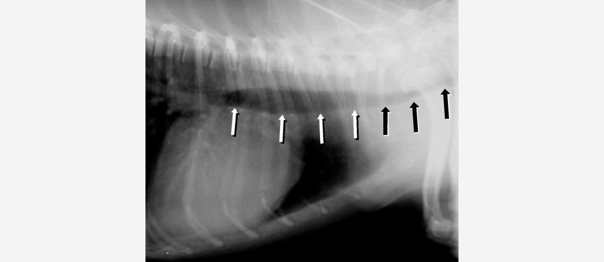 Trachea collaps  bij een Silky Terrier