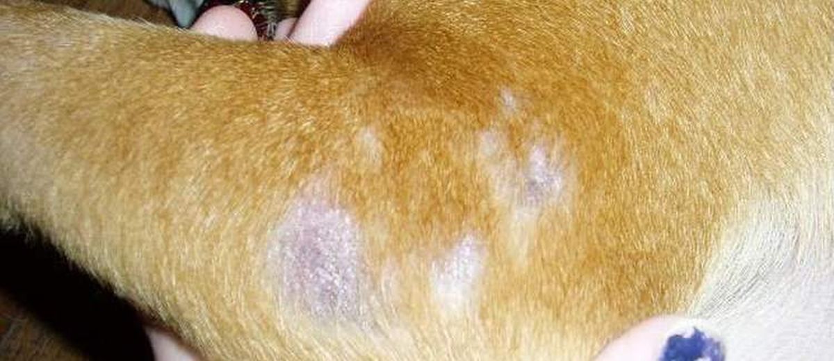 Allergieen bij een Redbone Coonhound