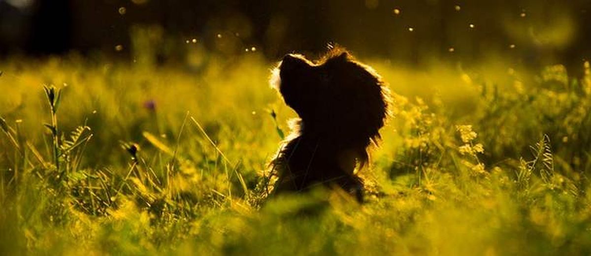 Atopie  bij een Cairn Terrier