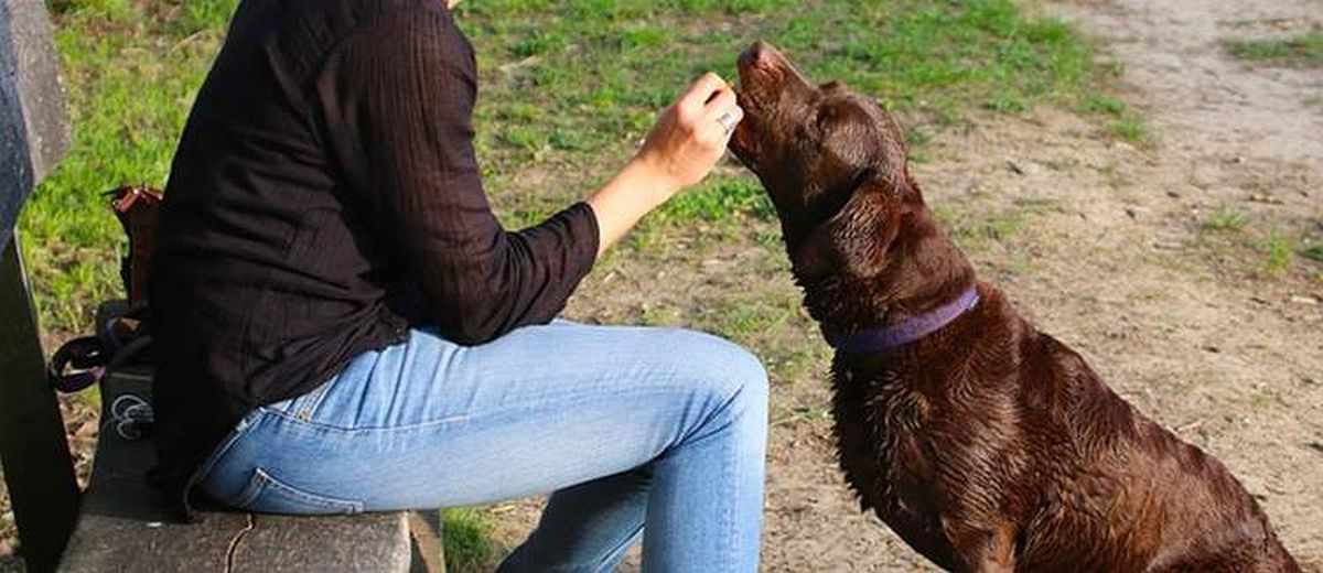 Het belonen van je hond, gezonde snacks!,  BullMastiff