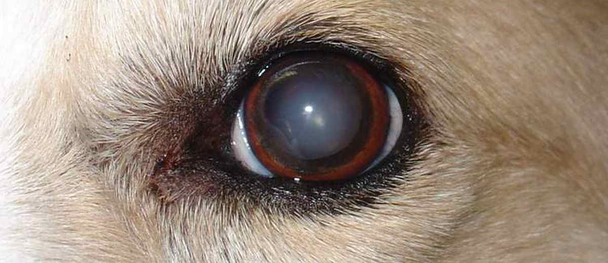 Cataract  bij een Bandog