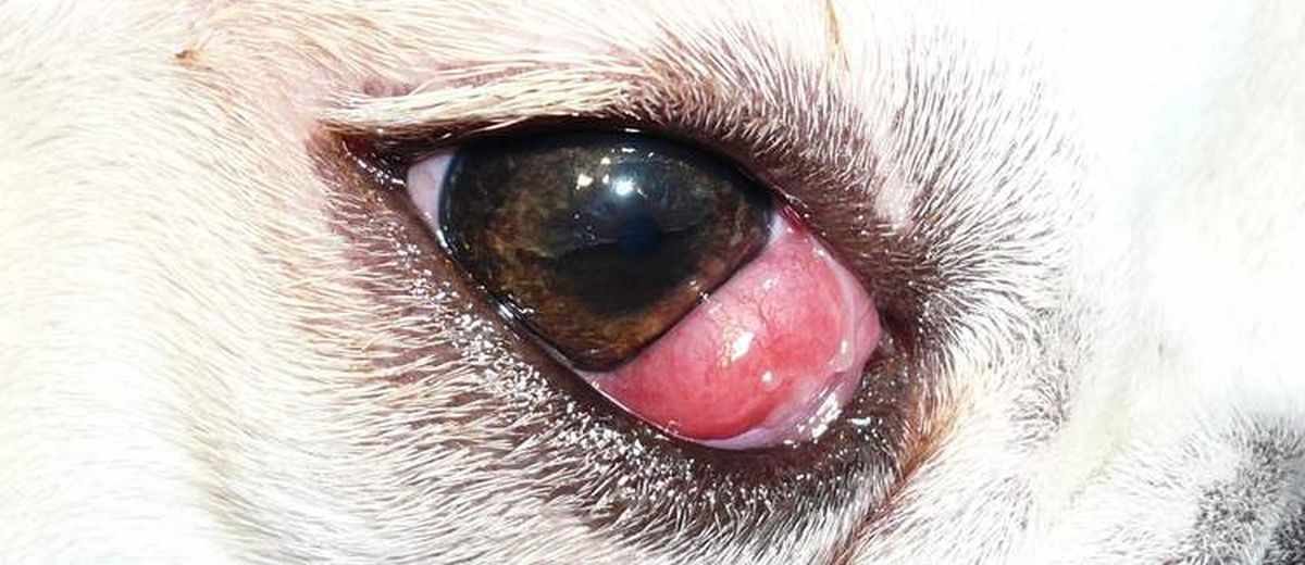 Cherry eye bij een Bordeaux Dog 