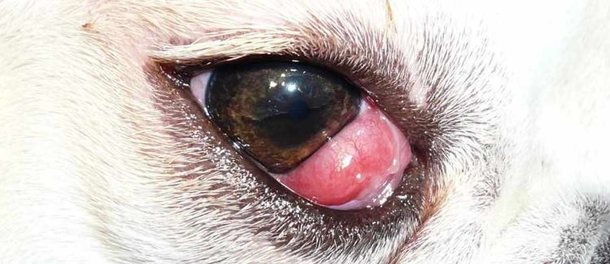 Cherry eye bij een Maltezer 