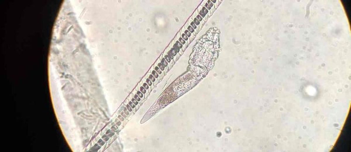 Demodex bij een Pyrenese berghond