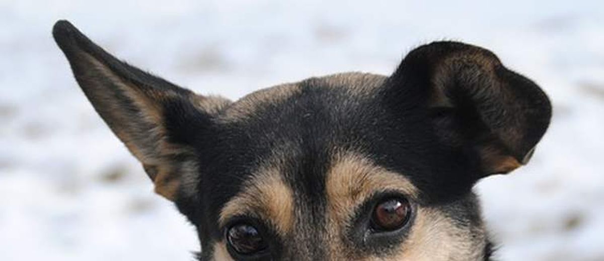 Doofheid  bij een Catahoula Leopard