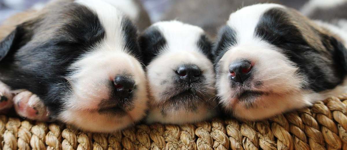 Dystocia (moeilijke geboorte) bij een Welsh Corgi Pembroke