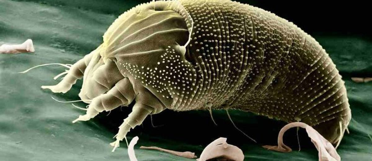 Ectoparasieten