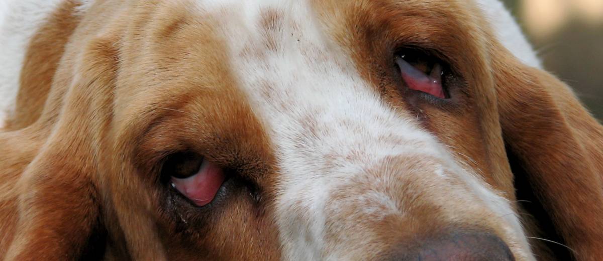 Ectropion  bij een Basset Hound 