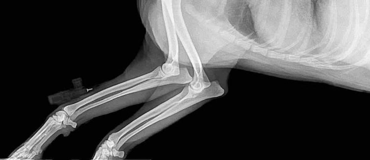 Elleboogdysplasie  bij een Amerikaanse Foxhound