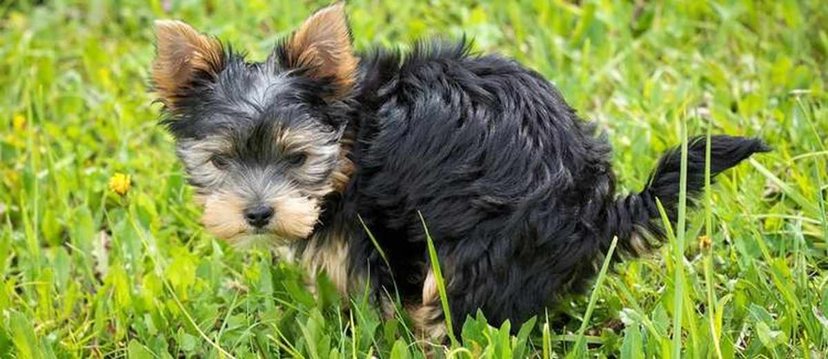 Waarom kijkt de hond je tijdens het poepen?