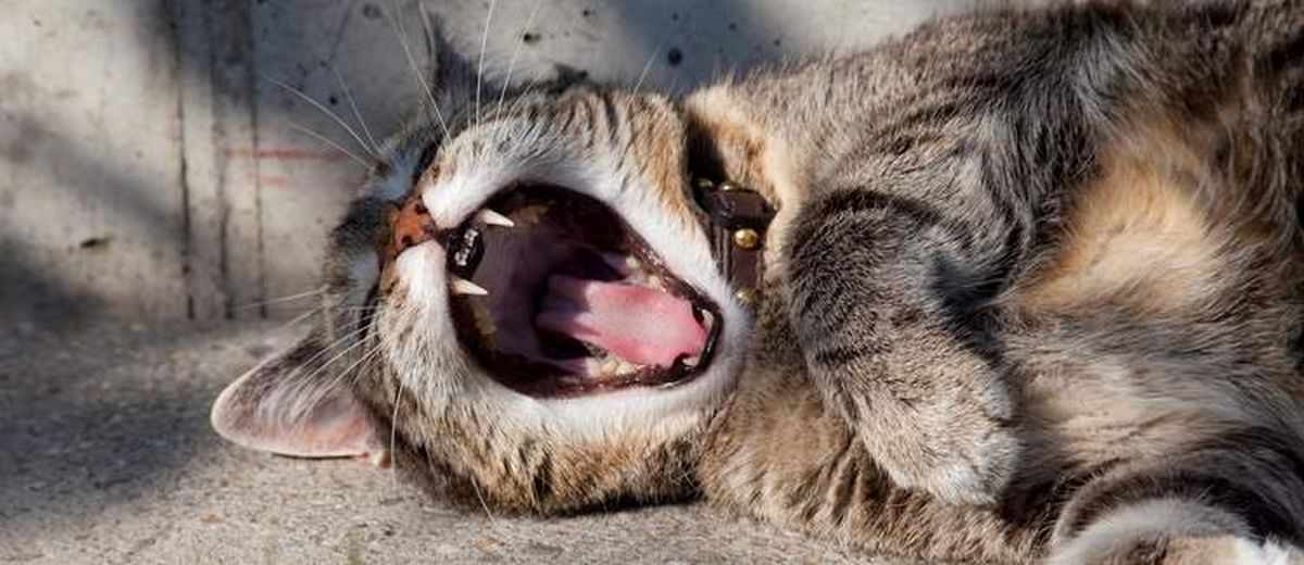 Gingivitis-stomatitis