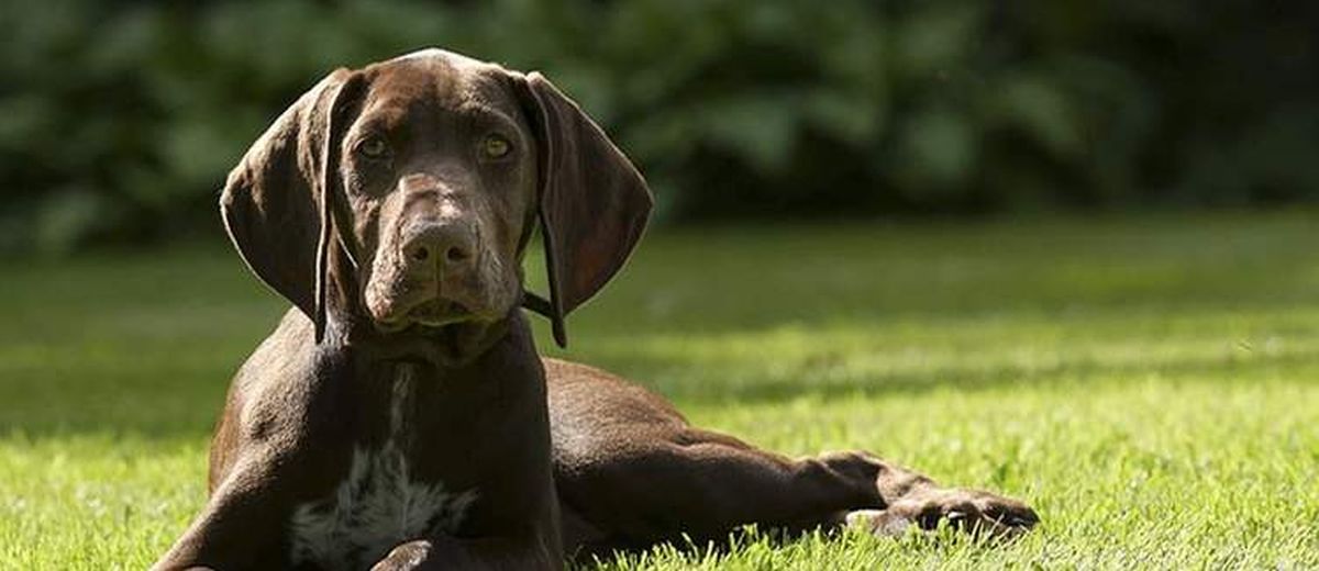 Het commando Zit - Af en Blijf leren,  Canaänhond (Kanaan)